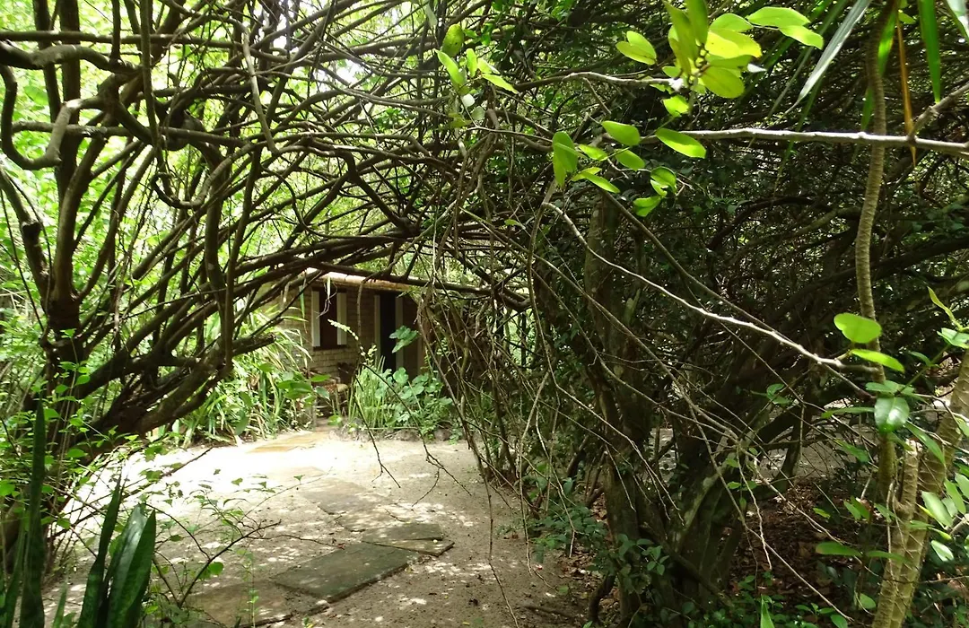Jungle House-1